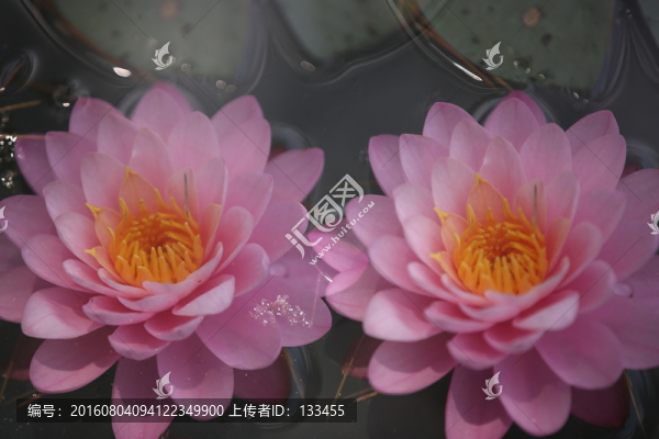 睡蓮