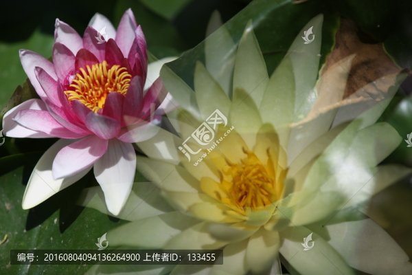 睡蓮