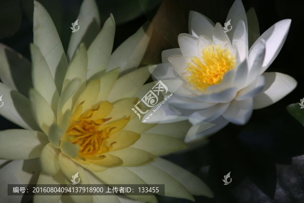 睡蓮