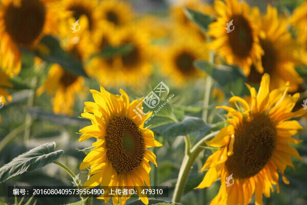 向日葵,葵花,花卉,鮮花,花朵