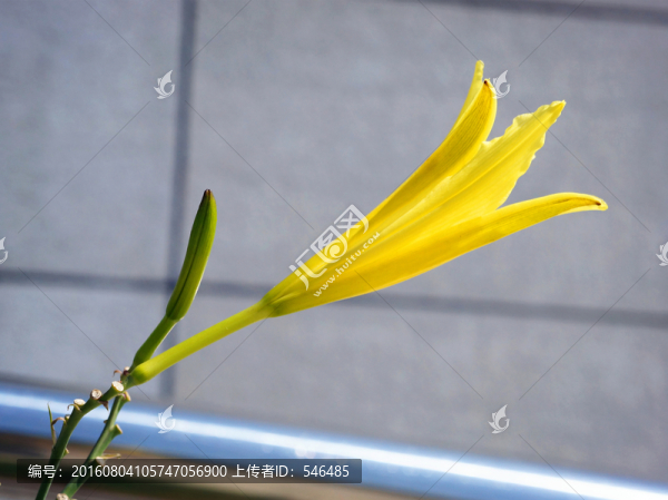 萱草花