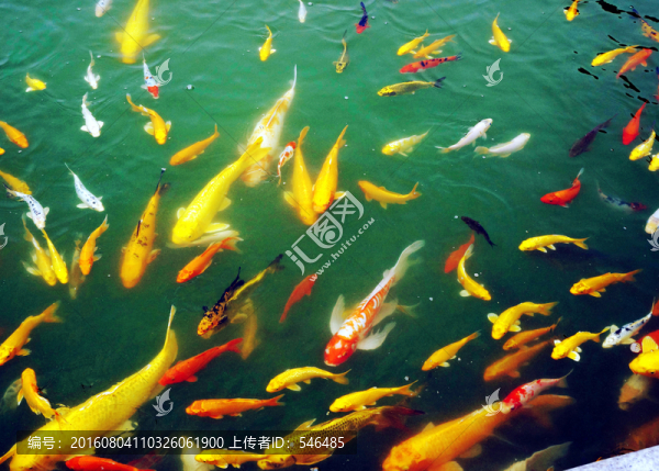 錦鯉