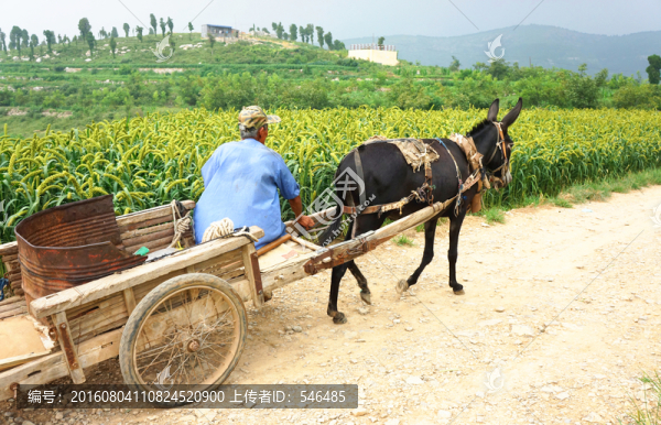 毛驢車