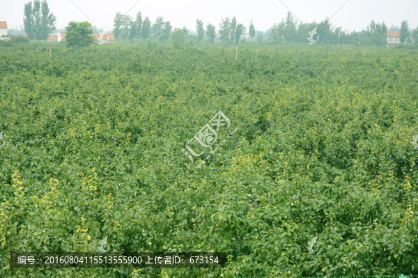梨樹(shù)園