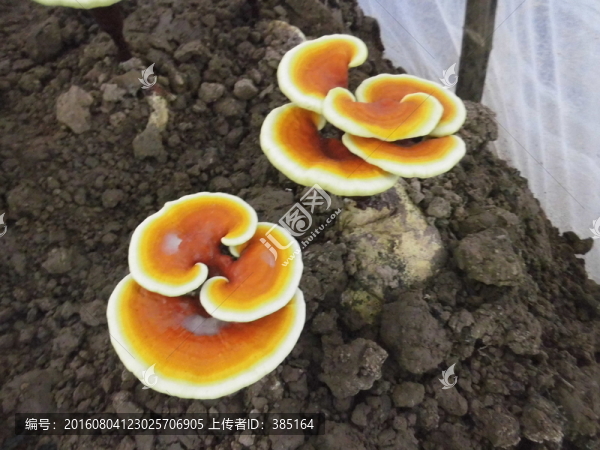 黃靈芝種植