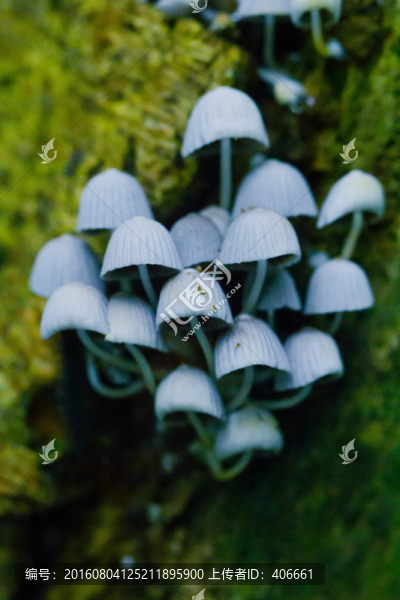 菌類植物