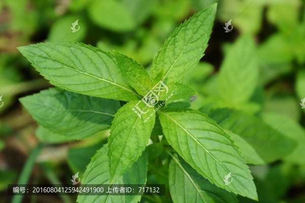 薄荷