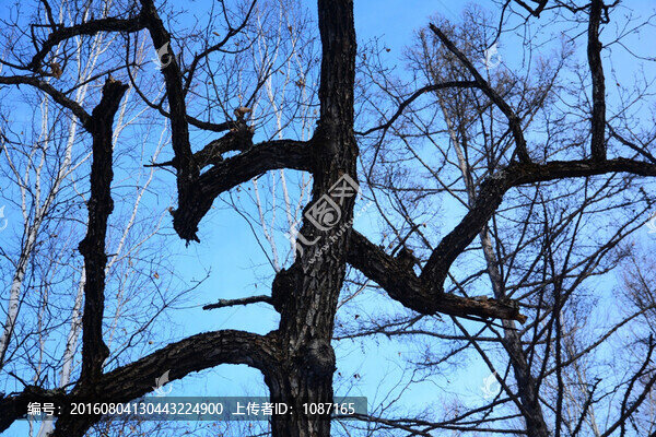 樹雕