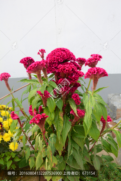 雞冠花