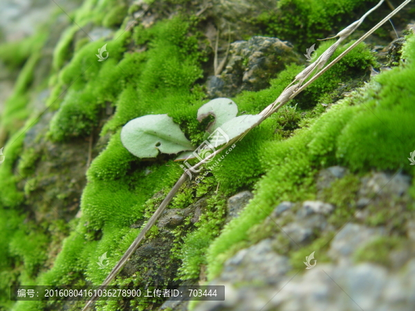 青苔,苔蘚