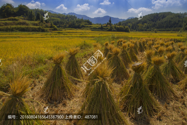 金黃麥田