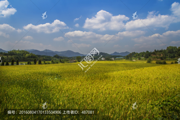 豐收麥田