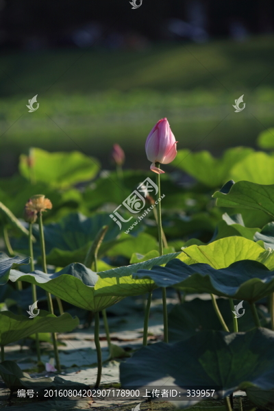 荷花
