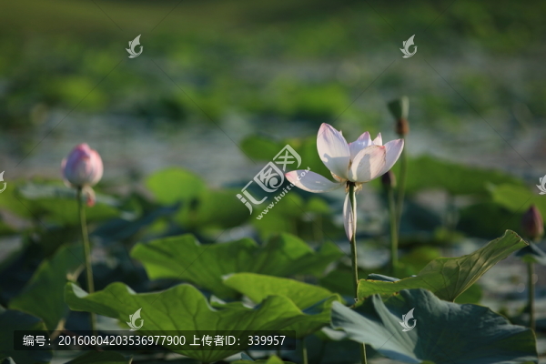 荷花