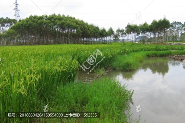 稻田