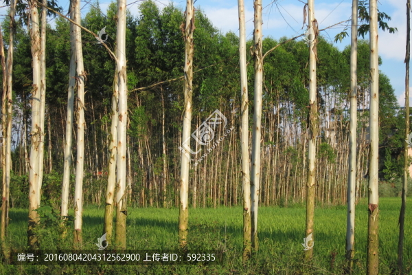 桉樹