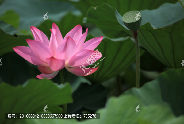 荷花