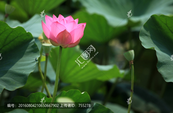 荷花