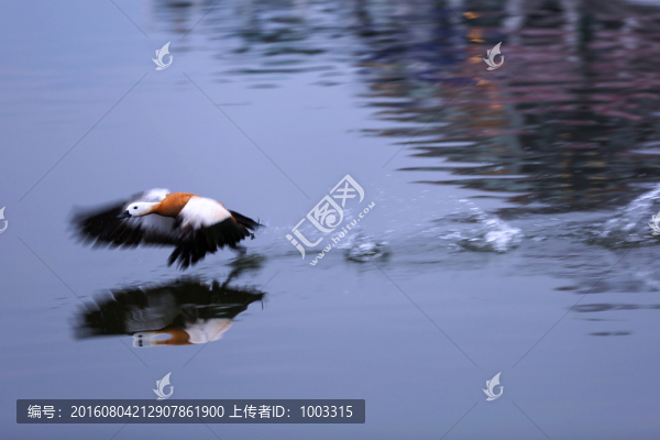 鳥