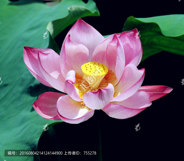 出污泥而不染