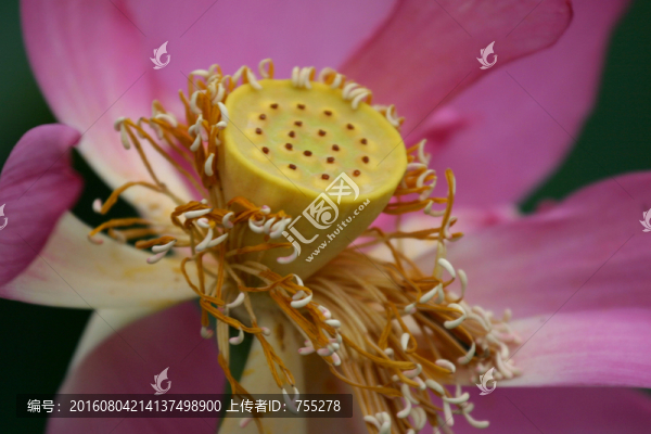 出污泥而不染