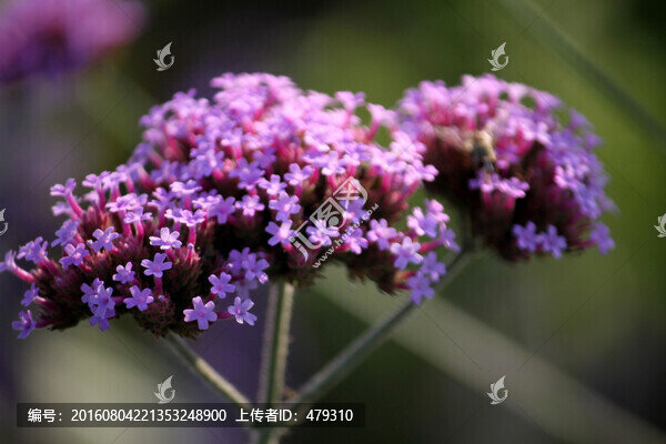 柳葉,馬鞭草,野花