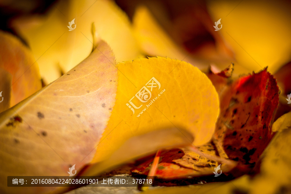 秋天金川紅葉