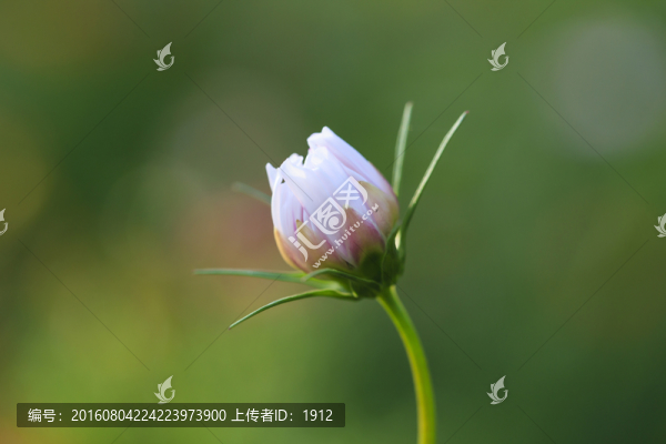小花