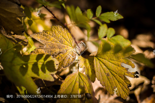 秋天金川紅葉