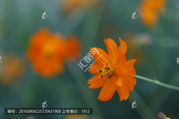 小花