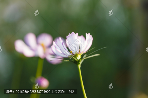 小花