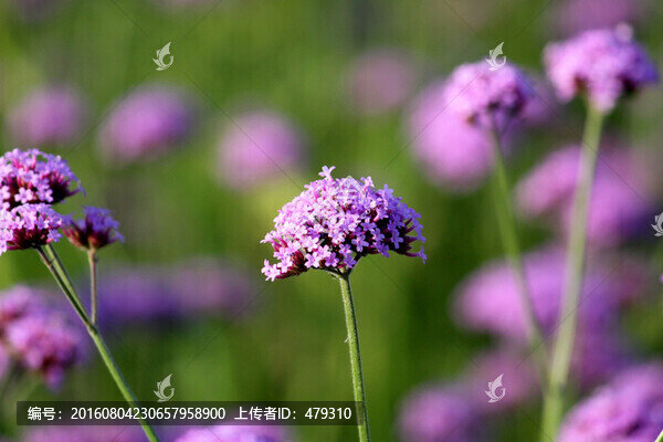 野花,山花,花海