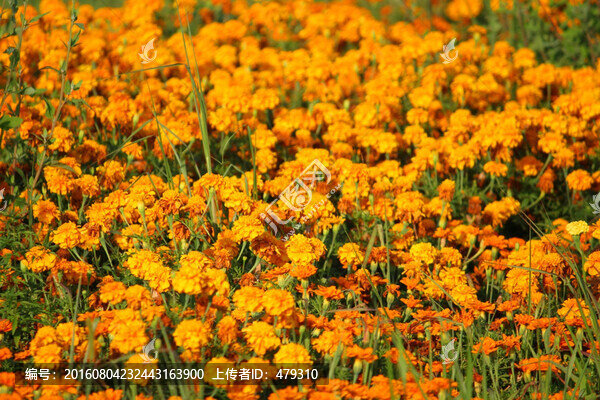 菊花,花