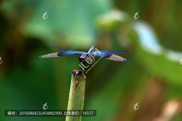 一只蜻蜓