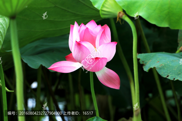 盛開的荷花,蓮花特寫