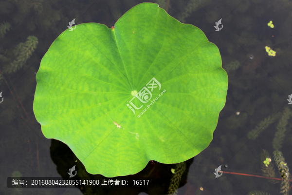 一片荷葉