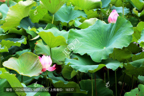 荷塘,荷葉