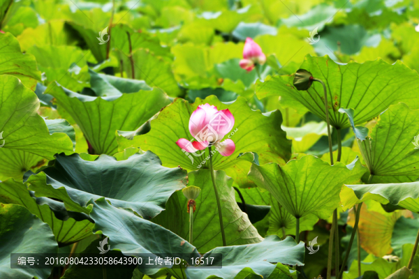 荷花,荷葉