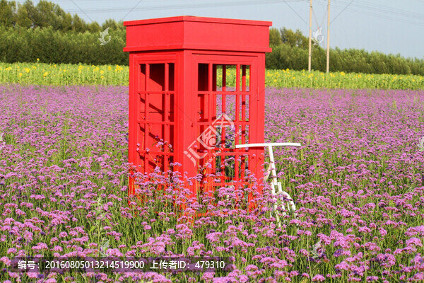 柳葉,馬鞭草,野花,山花,花海