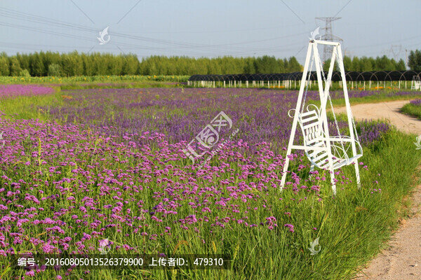 柳葉,馬鞭草,野花,山花,花海