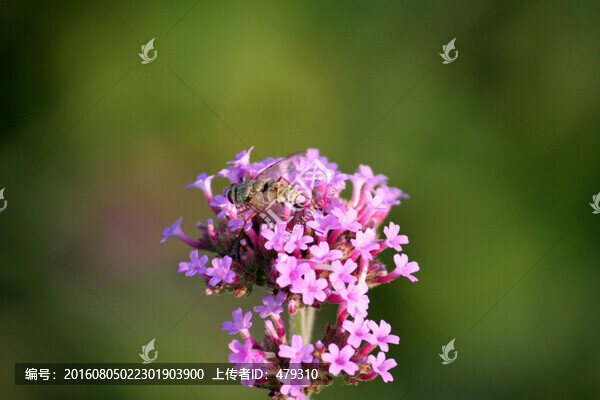 野花,山花,花海