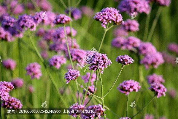 柳葉,馬鞭草,野花,山花,花海
