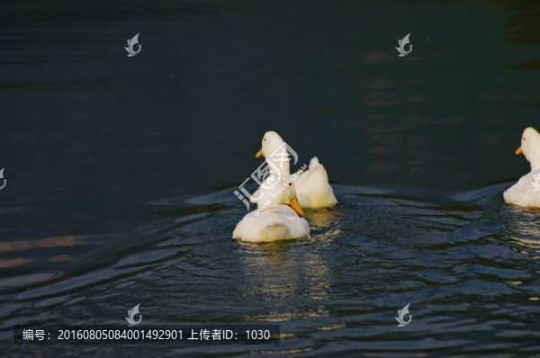 河中鴨