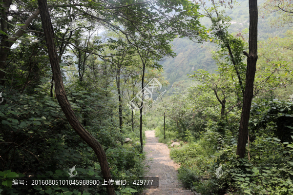 樹(shù)林