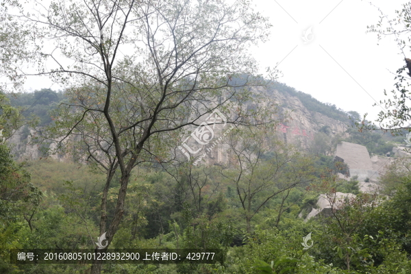 樹木,,樹林