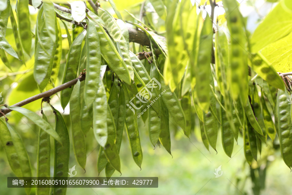 皂莢,,槐樹(shù)莢