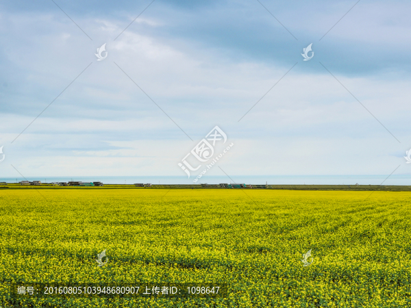 青海湖油菜花