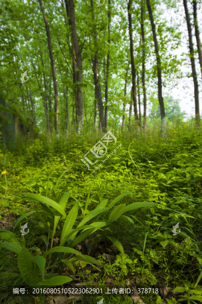 樹林