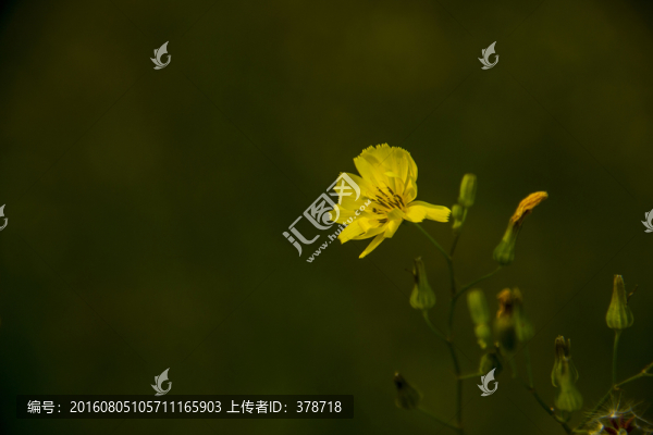 野花