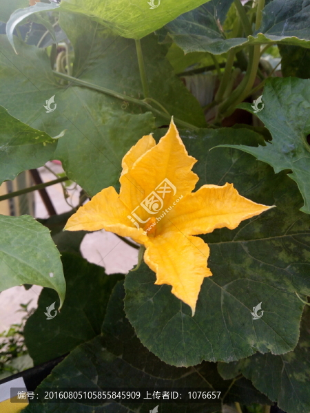 南瓜花